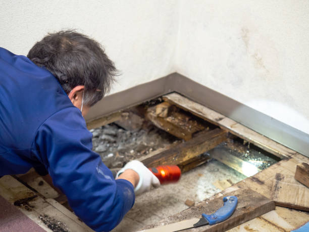 Best Attic Mold Removal  in Eden, NC