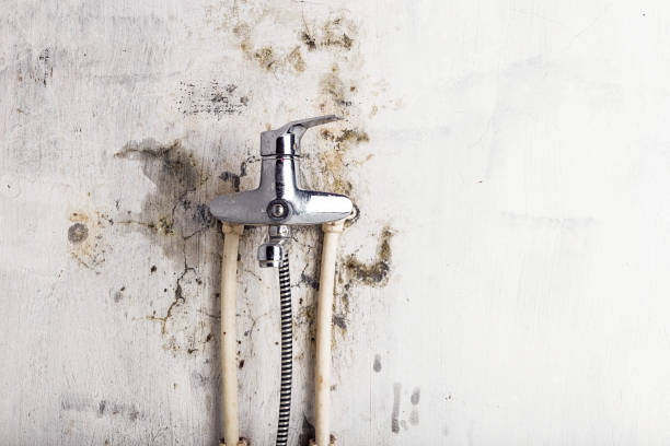 Best Professional Mold Removal  in Eden, NC