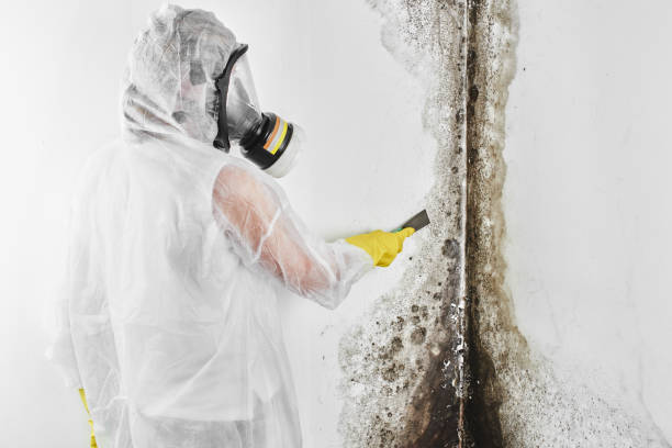 Best Commercial Mold Removal  in Eden, NC