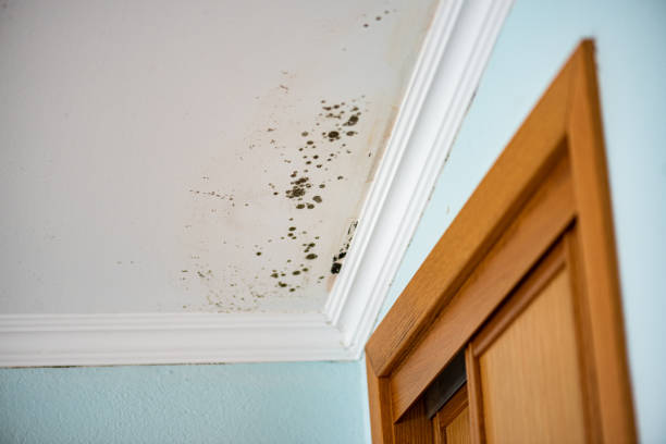 Best Mold Inspection  in Eden, NC