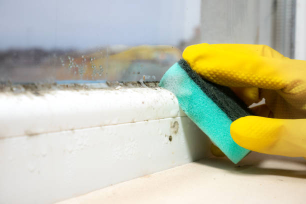 Best Affordable Mold Removal  in Eden, NC