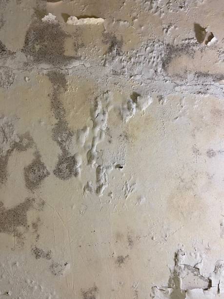 Mold Testing and Removal in Eden, NC