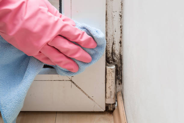 Mold Removal and Inspection in Eden, NC